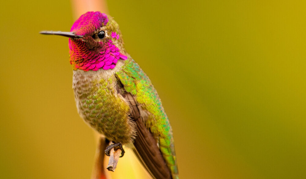 Van Dieman's Birds of a Feather - Anna's Hummingbird Face Fountain Pen Ink